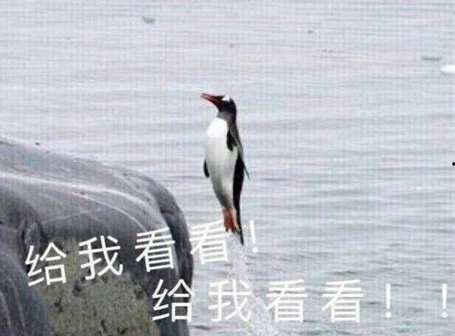 电驴吃瓜,揭秘娱乐圈的幕后故事