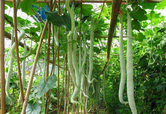 小孩吃蛇瓜视频,吃出童趣与勇气