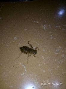 虾子吃小瓜虫,共生共荣的生态奇观