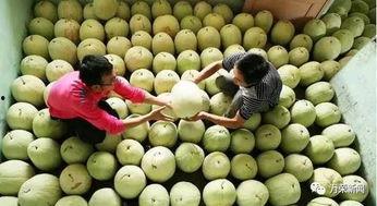 孕期吃三白瓜,三白瓜助力母婴健康