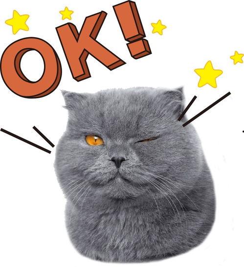 瓜哥吃瓜猜猫画,趣味互动，揭秘猫咪的神秘世界