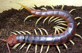 蜈蚣吃哈密瓜,意外食瓜引发的生态趣闻