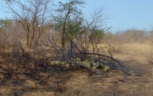 回村吃瓜现场,一场热闹非凡的乡村盛宴