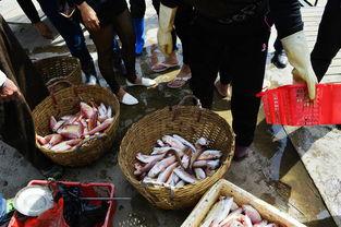 三渔民现场吃瓜,揭秘海上生活趣事