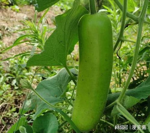 孕妇可以吃瓠子瓜