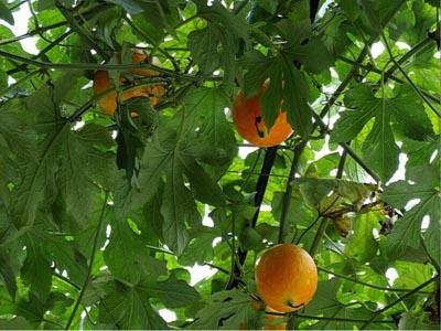 小吊瓜剥皮吃,美味与健康的完美结合