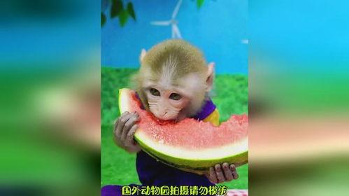 吃瓜的猴,吃瓜猴的趣味生活揭秘