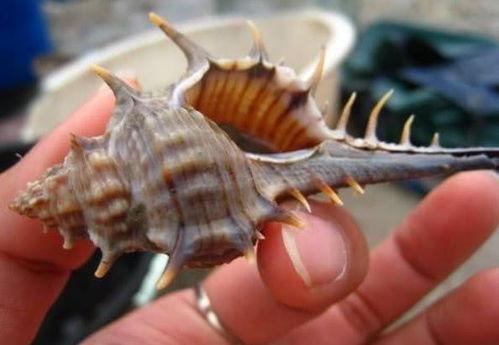 海边吃螺瓜视频,一场海边美食之旅