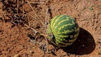 梦见自己摘茄瓜吃