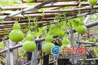 冬天吃葫芦瓜,葫芦瓜炖汤——冬季养生新选择