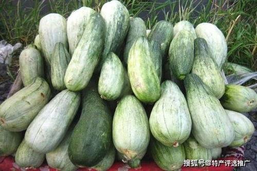 吃各地特产算吃瓜吗,解锁地域美食新“瓜”界