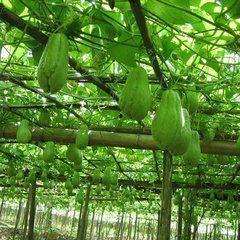 院子里吃的瓜,夏日里的甜蜜记忆