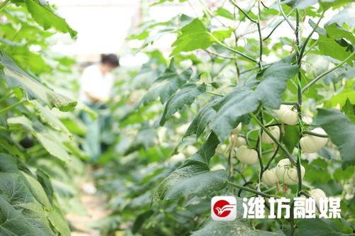 昌乐吃瓜群众,揭秘当地热门话题背后的故事