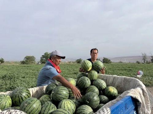 铁军 吃瓜,揭秘军营里的欢乐时光