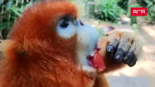 如何防止动物吃瓜