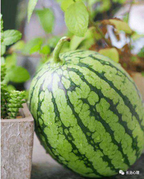 吃瓜语言现象,揭秘网络“吃瓜”语言现象