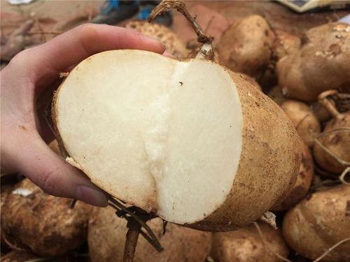 吃中药吃土瓜好吗,中药中的天然良药，食用与药用价值解析