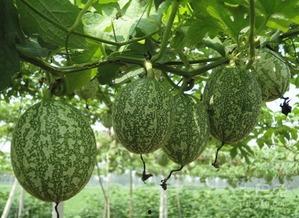 校园照片吃瓜照片,揭秘那些吃瓜照片背后的故事