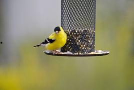 会吃瓜的鸟,揭秘鸟类世界中的独特现象