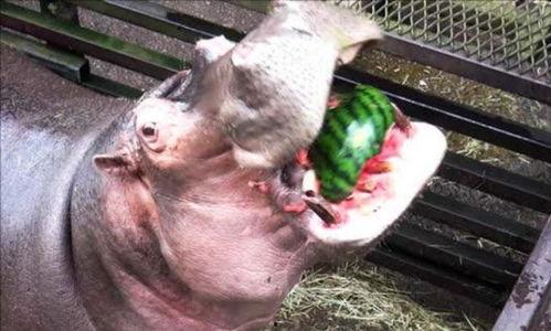 河马张嘴吃瓜,趣味瞬间捕捉生态和谐