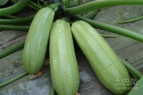 蓝牙吃瓜人物介绍