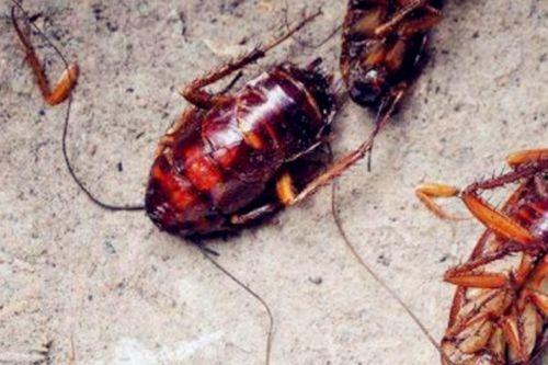 蟑螂吃的梨瓜,梨瓜成为它们的新宠